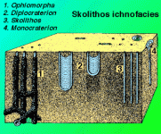 ichnofossilSkolithos.gif