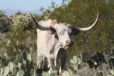 steer eating cactus 8x12.webp