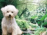 Saber Tooth Poodle (300x225).webp