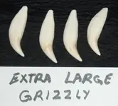 grizzly-teeth-extra-large-over four inches (450x408).webp