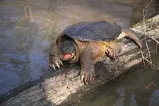 snapping turtle.webp