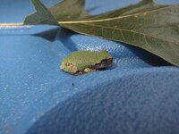 JuvenileGrayTreefrog2.jpg