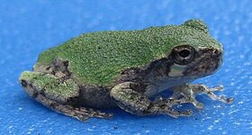 JuvenileGrayTreefrogcropped.jpg