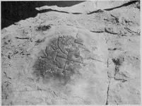 Petroglyph in Texas  from True Treasure Magazine.webp