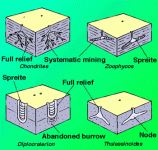 ichnofossilburrowsfeeding.gif