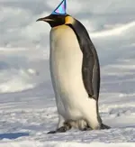 penguinpartyhat.webp