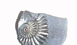 cool fossil 2.jpg