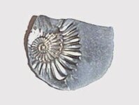 cool fossil 1.jpg