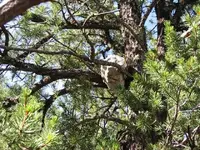 rock in tree.webp