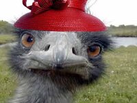 emu.jpg