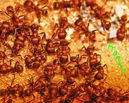 fire ants_edited-1.webp