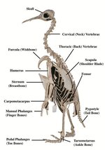 tour-of-the-penguin-skeleton[1].jpg