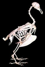 bird_skeleton[1].jpg