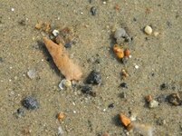 2-23-12 Beach in-situ 002.JPG