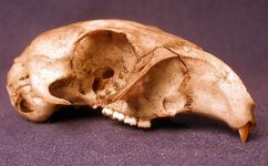 skull1.jpg