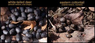 deer_rabbit_scat_compare[1].jpg