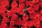 roses.webp