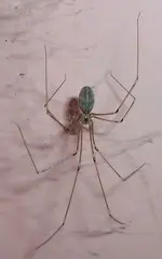 376px-Long_Legged_Spider.webp