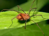 800px-Opiliones_harvestman.webp