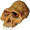 skull.webp