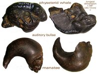 earboneswhalemanatee.jpg