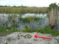 indiansign%20everglades4paint.JPG