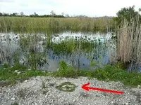 indiansign%20everglades4paint.webp