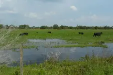 Swamp gold OK slough.webp