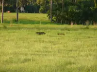 swamp gold hogs OK slough 2009 036.webp