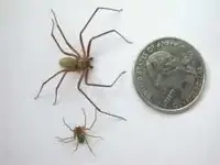 brown recluse.webp