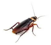 palmetto bug.webp