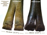 camel_metapodials_distal.JPG