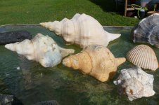 horse conchs - Copy.JPG