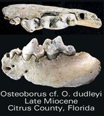 osteoborusdudleyi.jpg