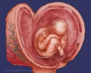 133-Infant in womb.webp