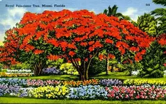 poinciana miami.webp