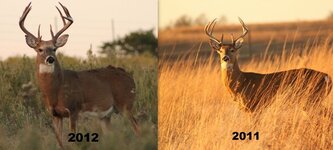 curly buck (800x361).jpg