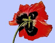 111 -120-Poppy.jpg