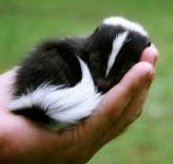 baby skunk.jpg