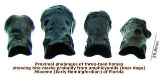 horse_phalanges_bitemarks4.JPG