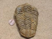 trilobite.jpg