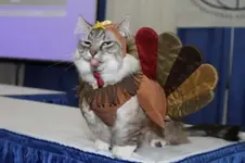 turkeycat.webp