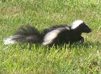 skunk0728.jpg