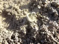 Metal Detecting 2013 033.webp