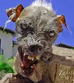 ugly-dog-2.webp