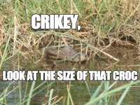 croc.jpg