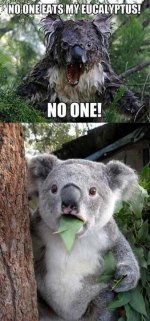 koala.jpg