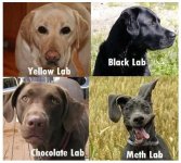 labs.jpg