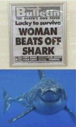 shark.jpg