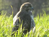 Hawk 057.webp